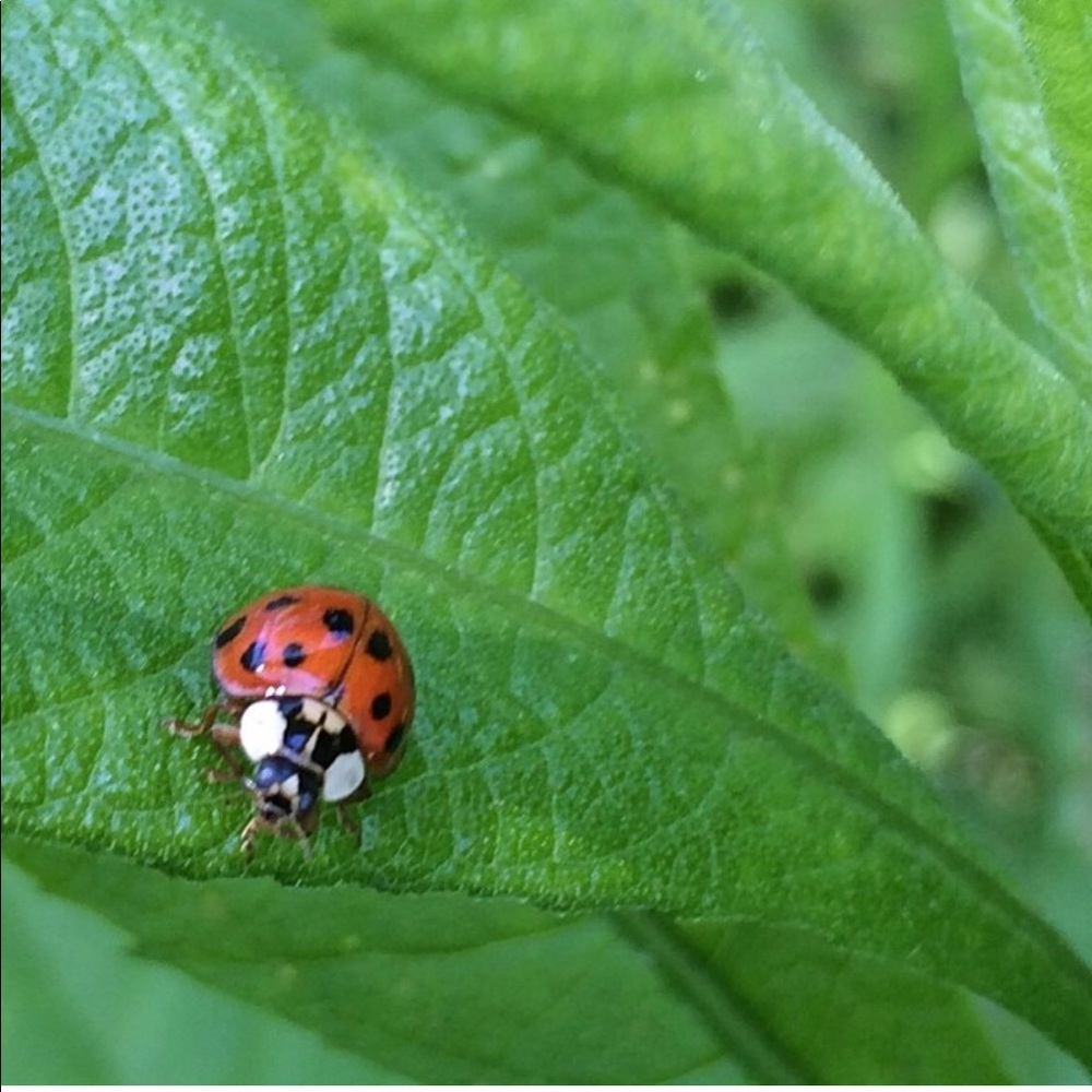 Meet your Posher, Lindsey